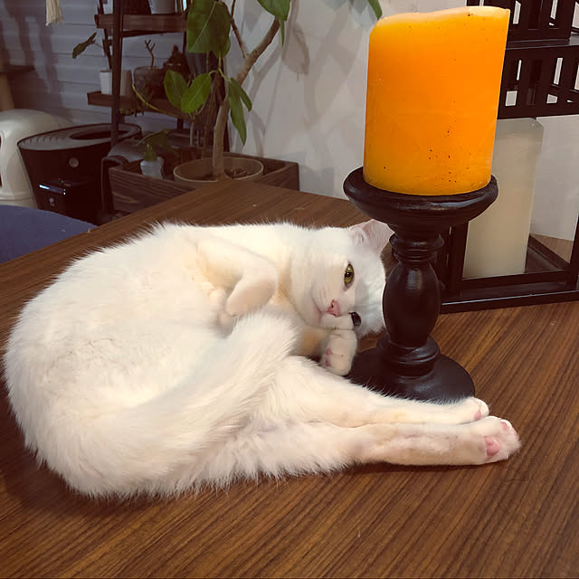 Yukinekoさんの実例写真
