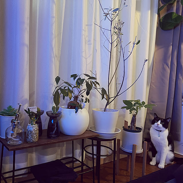 nyaaa_chanさんの実例写真