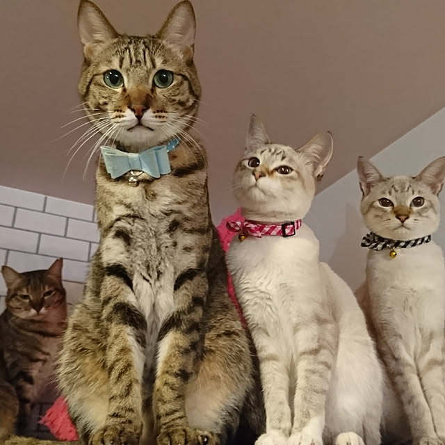 poniさんの実例写真