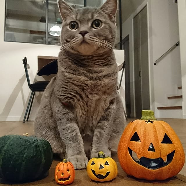 部屋全体/マイホーム/ねこ部/ねこのいる風景/ブリティッシュショートヘア...などのインテリア実例 - 2016-10-30 14:50:10