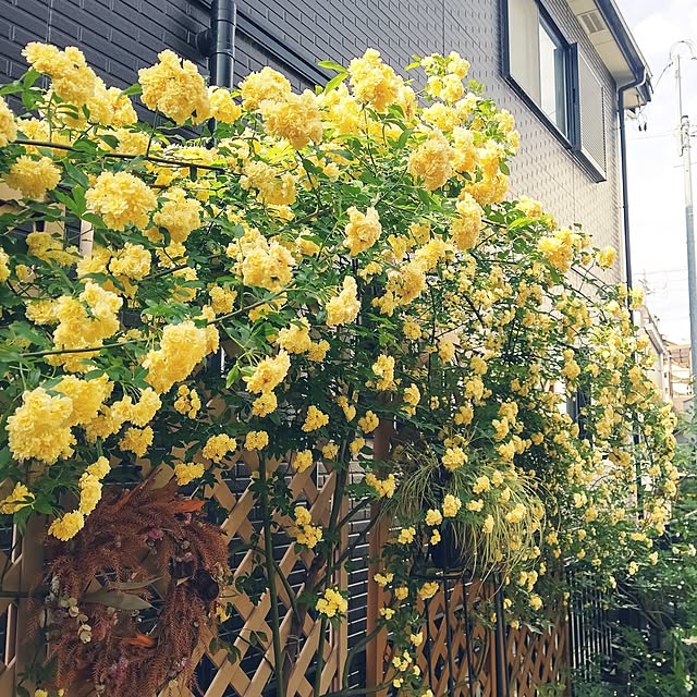 mayuroseさんの実例写真