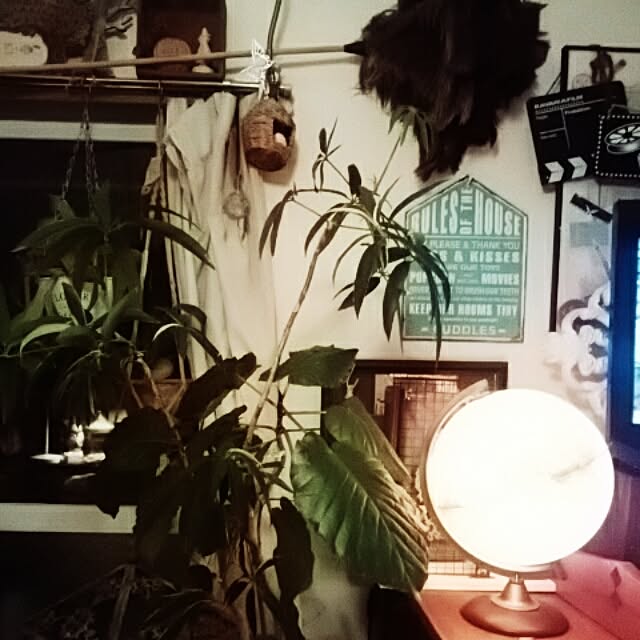 部屋全体/観葉植物のインテリア実例 - 2016-04-29 23:43:27