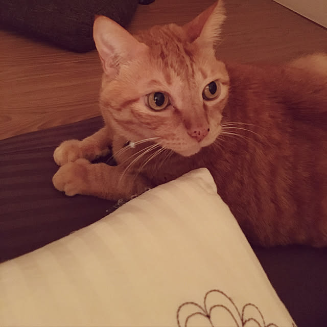 nonnokoさんの実例写真