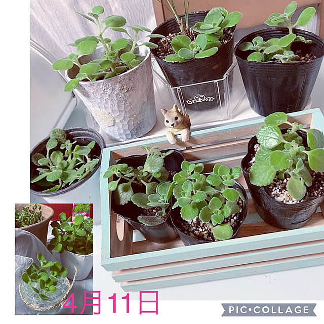 shoさんの実例写真