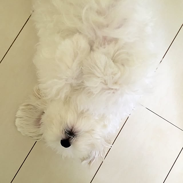 Mopmamaさんの実例写真