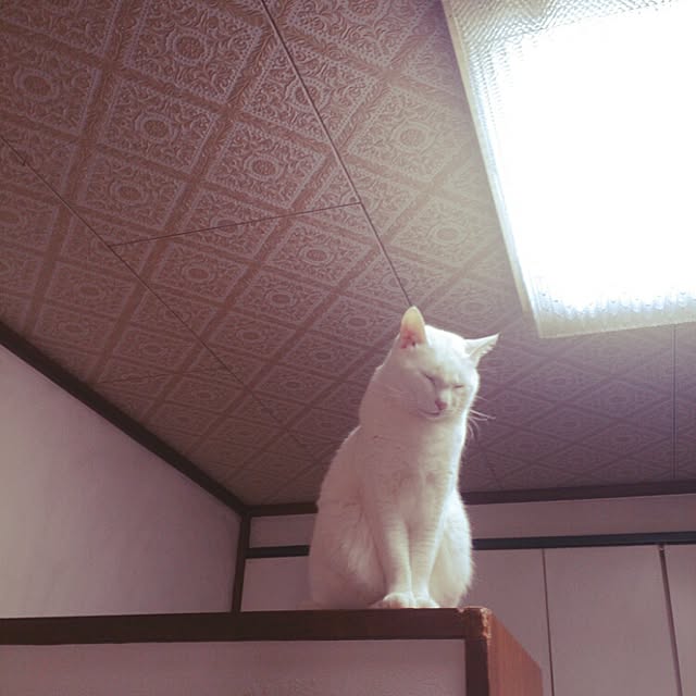 amifuuさんの実例写真