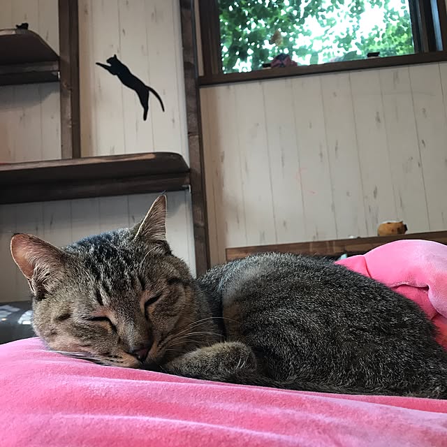 pepeさんの実例写真