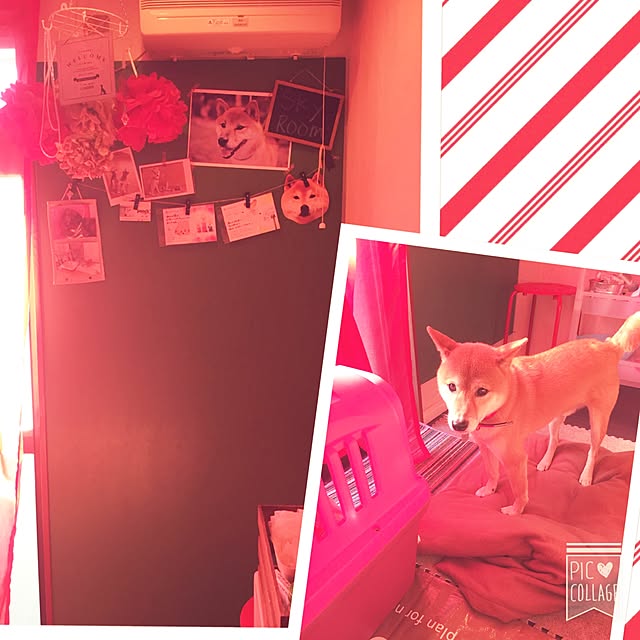 shibaさんの実例写真