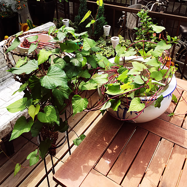 araimama-01170520さんの実例写真