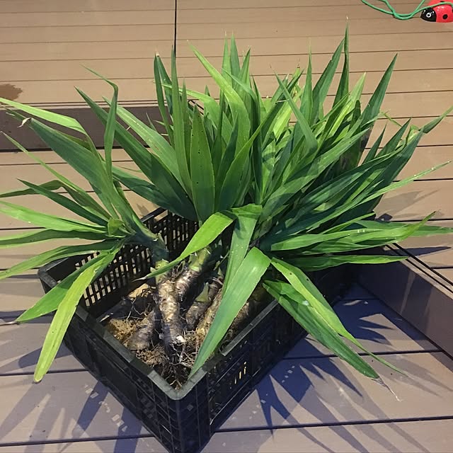 Taekoさんの実例写真