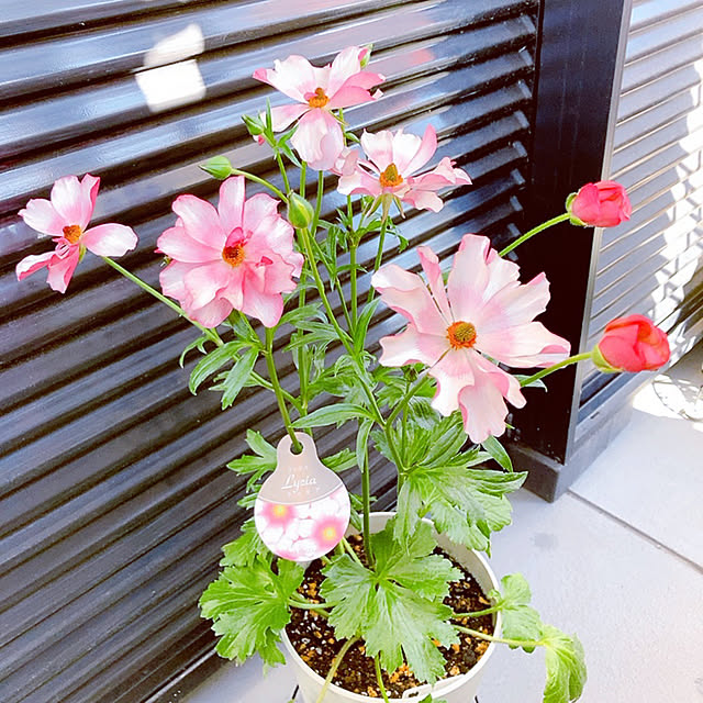 Dさんの実例写真