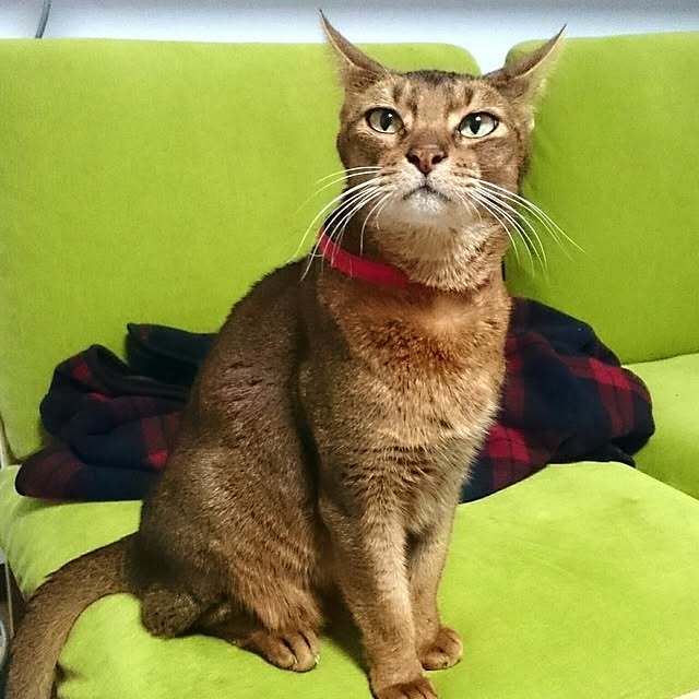 gruenさんの実例写真