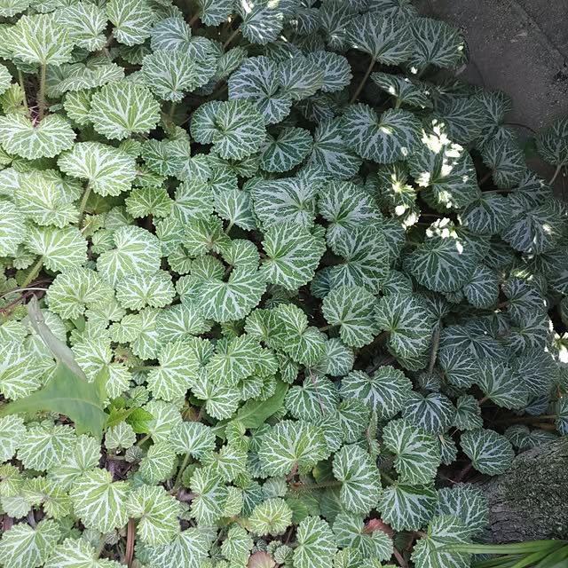 salacocoさんの部屋