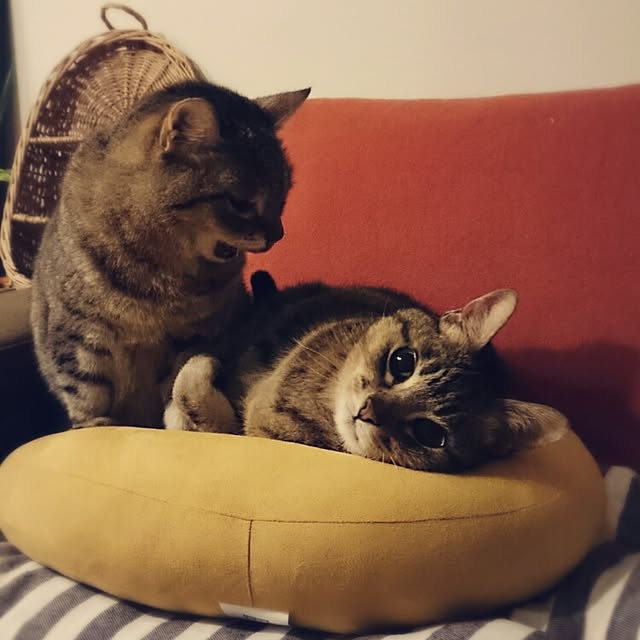 kokesatoさんの実例写真