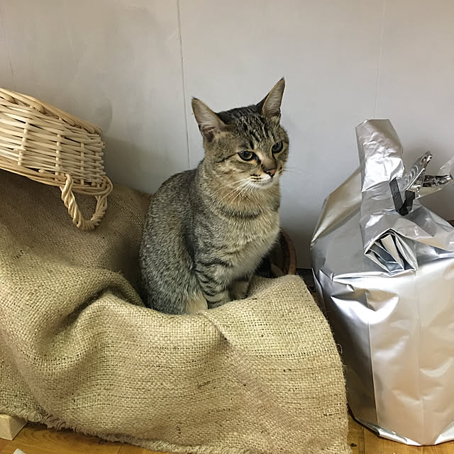 1914catsさんの実例写真