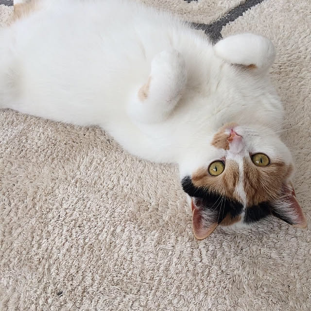 5nyansさんの実例写真