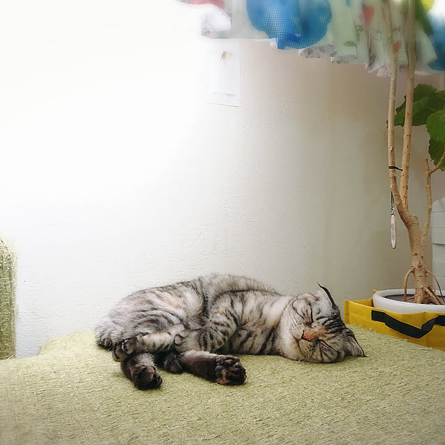 Gomaさんの実例写真