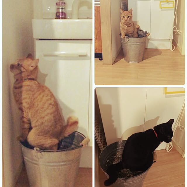 sumisumiさんの実例写真
