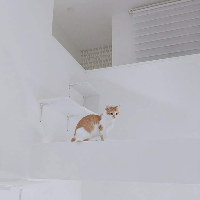 pikuさんの実例写真