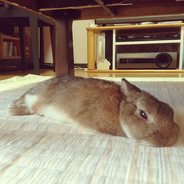 yuzu0223さんの実例写真