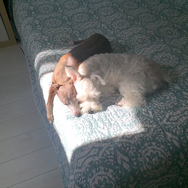 suzyさんの実例写真