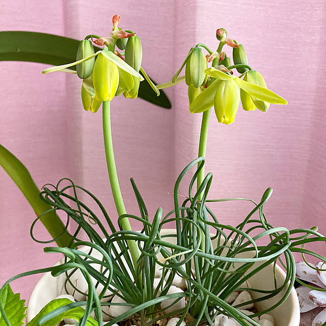 多肉植物/観葉植物/ナチュラル/リビングのインテリア実例 - 2023-02-23 23:32:29