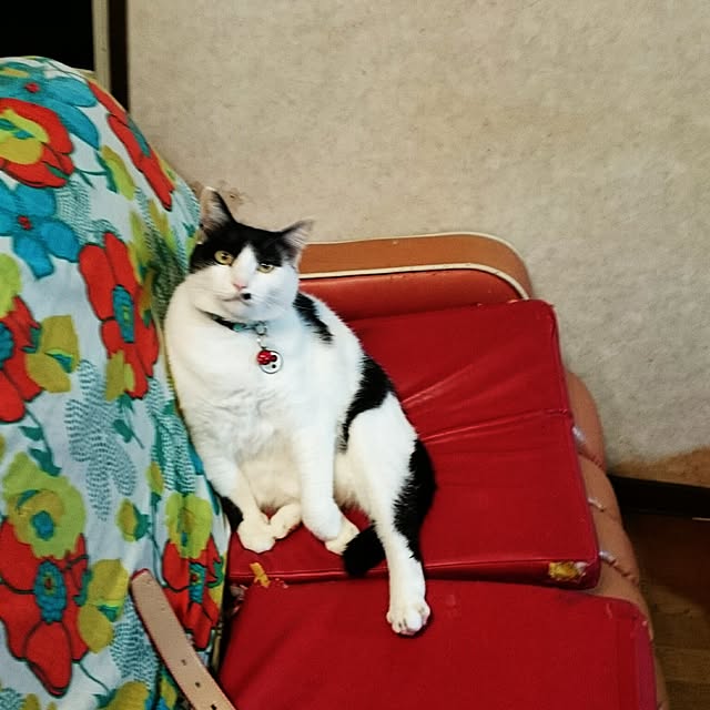 maamaさんの実例写真