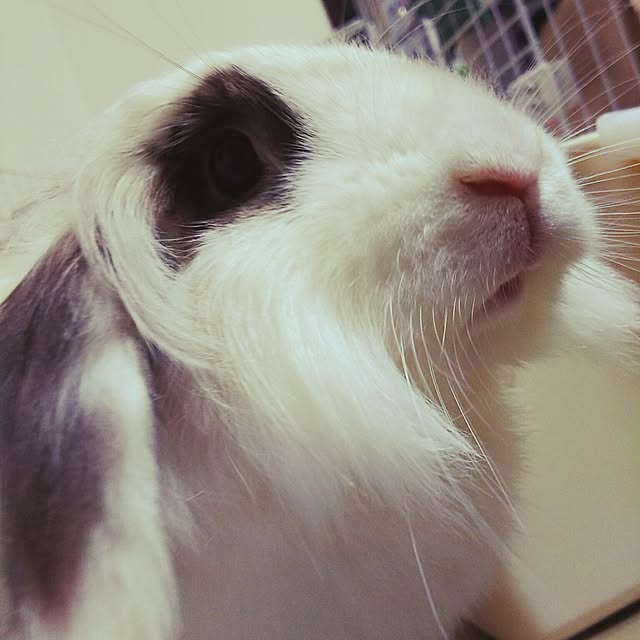 WASABIさんの実例写真