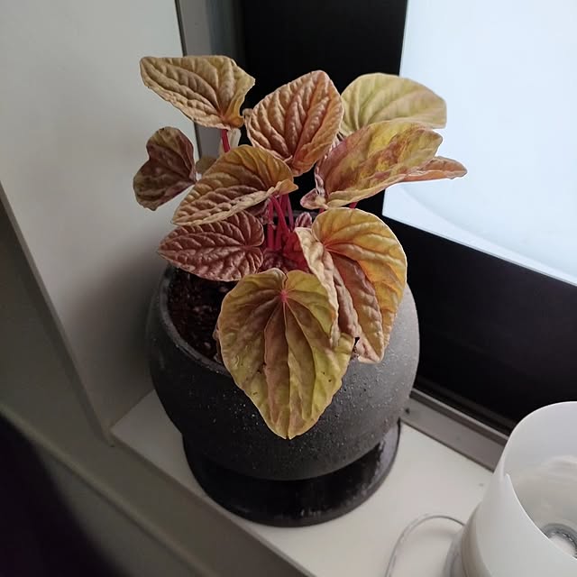 coco.Apartmanさんの部屋