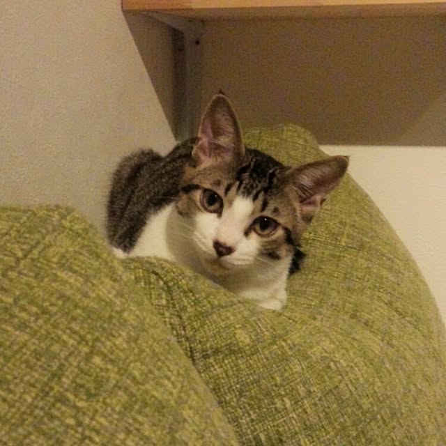 Gomaさんの実例写真