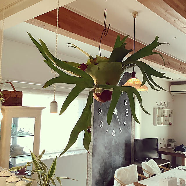 mamezoさんの実例写真