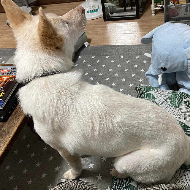 cheminさんの実例写真