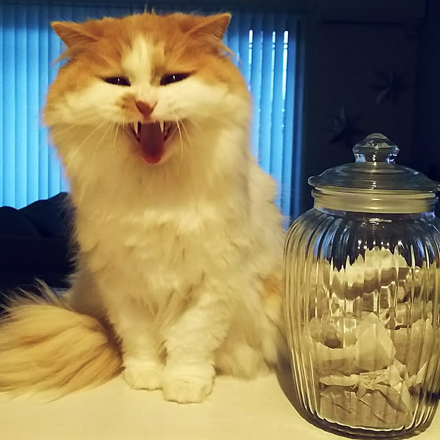 nonkoさんの実例写真