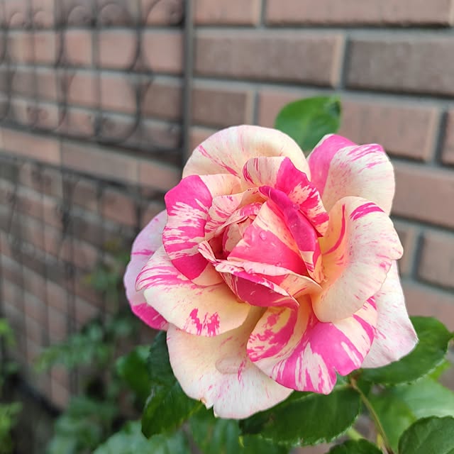 kiraさんの実例写真