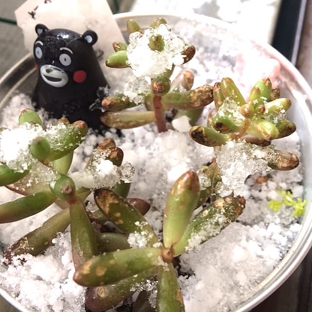 mapiさんの実例写真