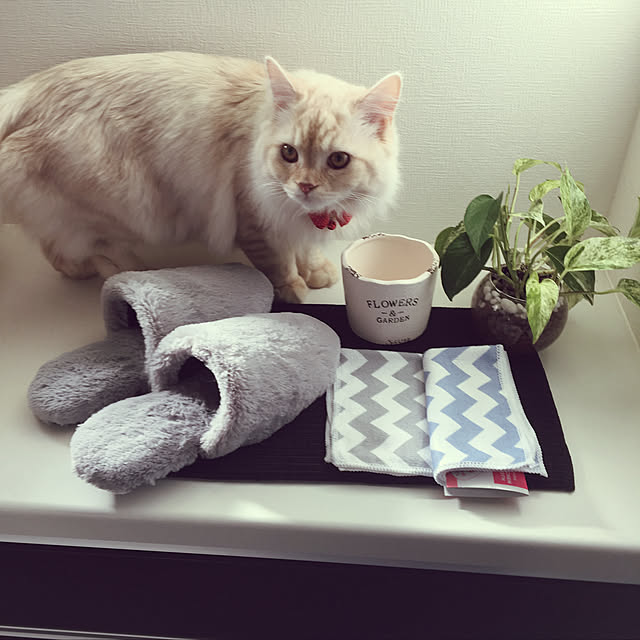 takiさんの実例写真