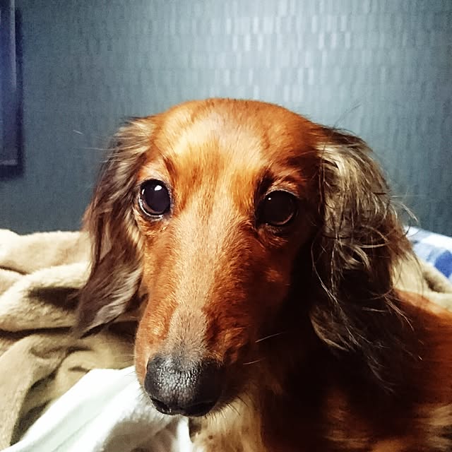 andさんの実例写真