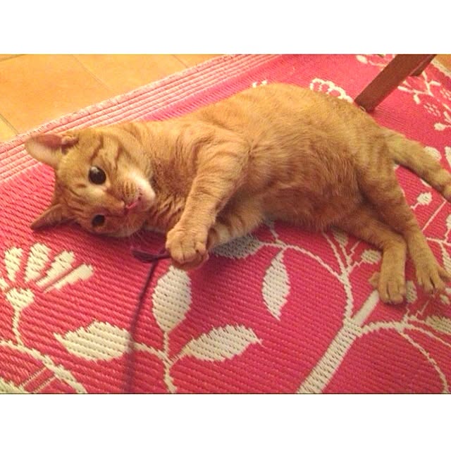 n-sanさんの実例写真