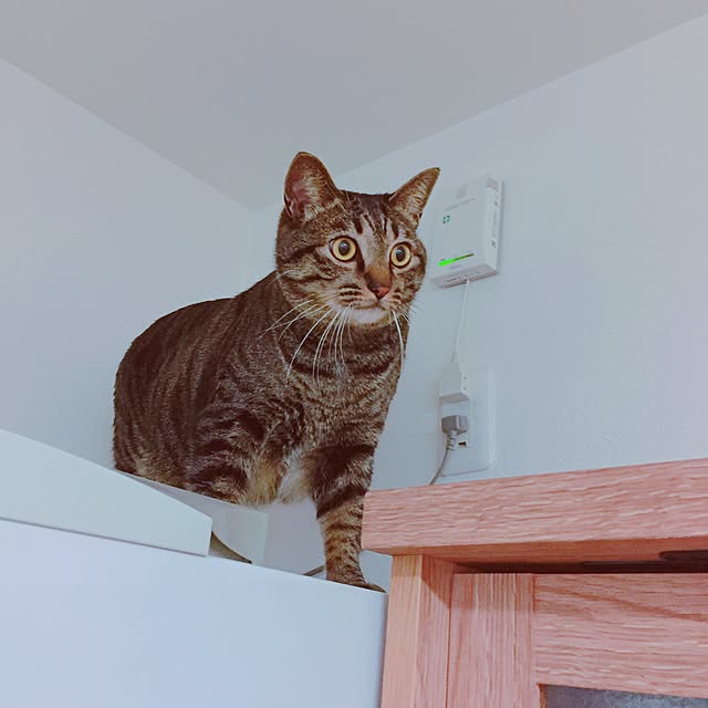 nyan.73さんの実例写真
