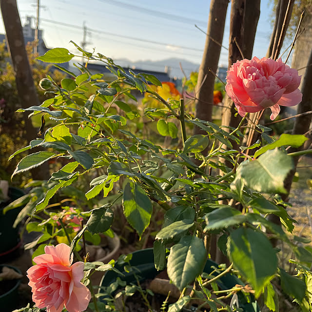 natsumiさんの部屋