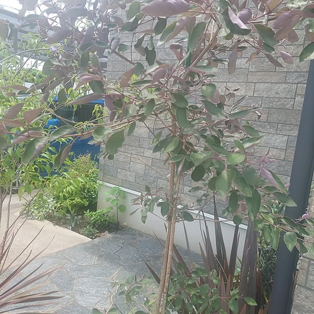 anmomaruさんの部屋