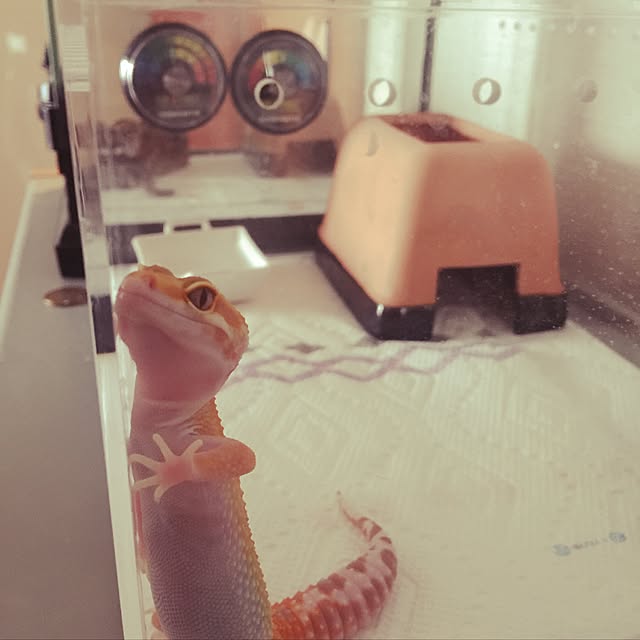 plumさんの実例写真