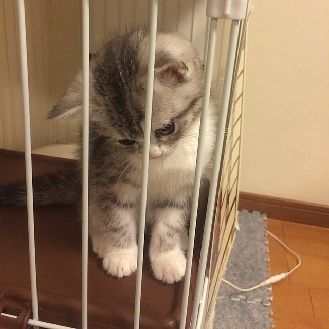 Shojiさんの実例写真