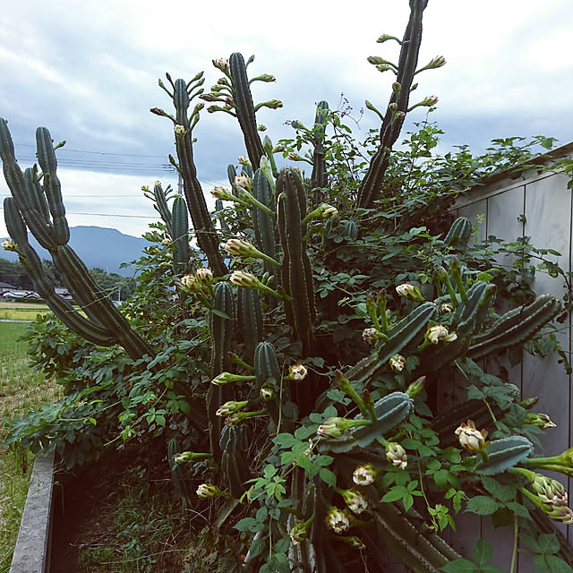 machikomamaさんの実例写真