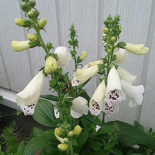 yukkoさんの実例写真