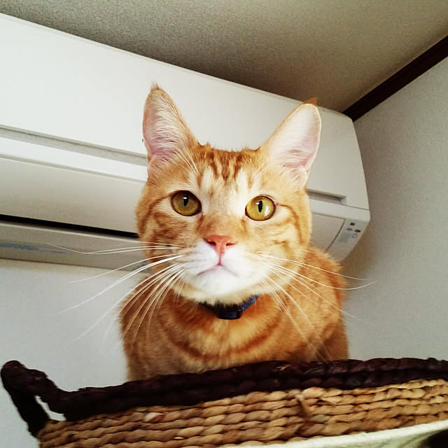 kichiさんの実例写真