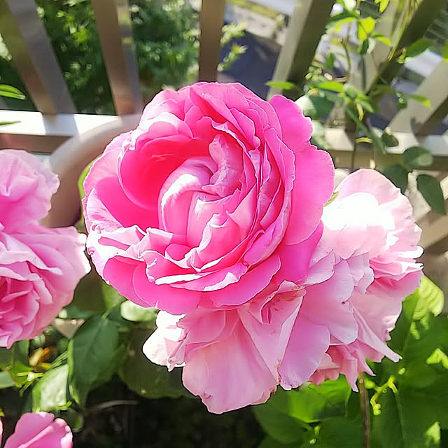 hiromimiさんの実例写真