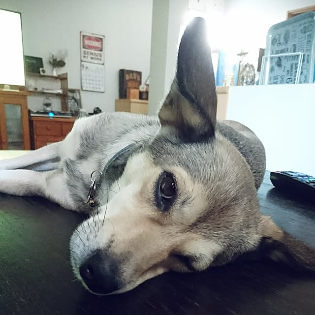 andさんの実例写真
