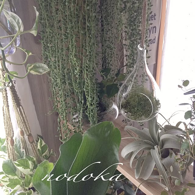 nodokaさんの実例写真