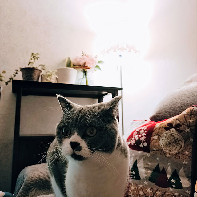 KEIKOさんの実例写真